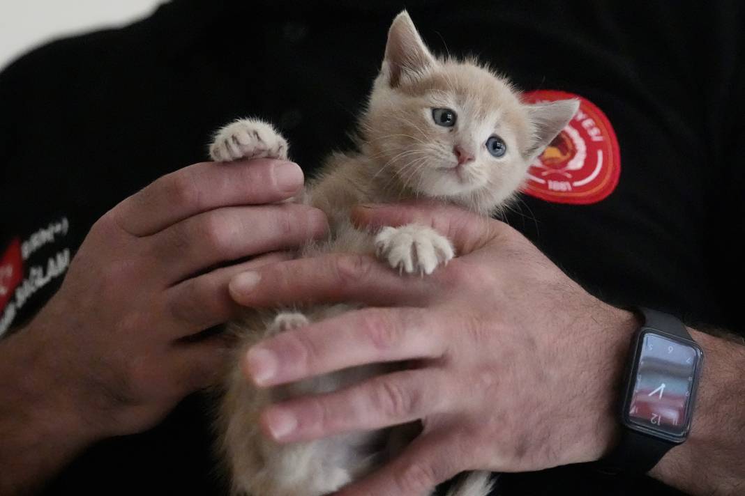 Kurtarılan kedileri itfaiye sahiplendi! Duman ve Alev artık teşkilatın maskotu 3