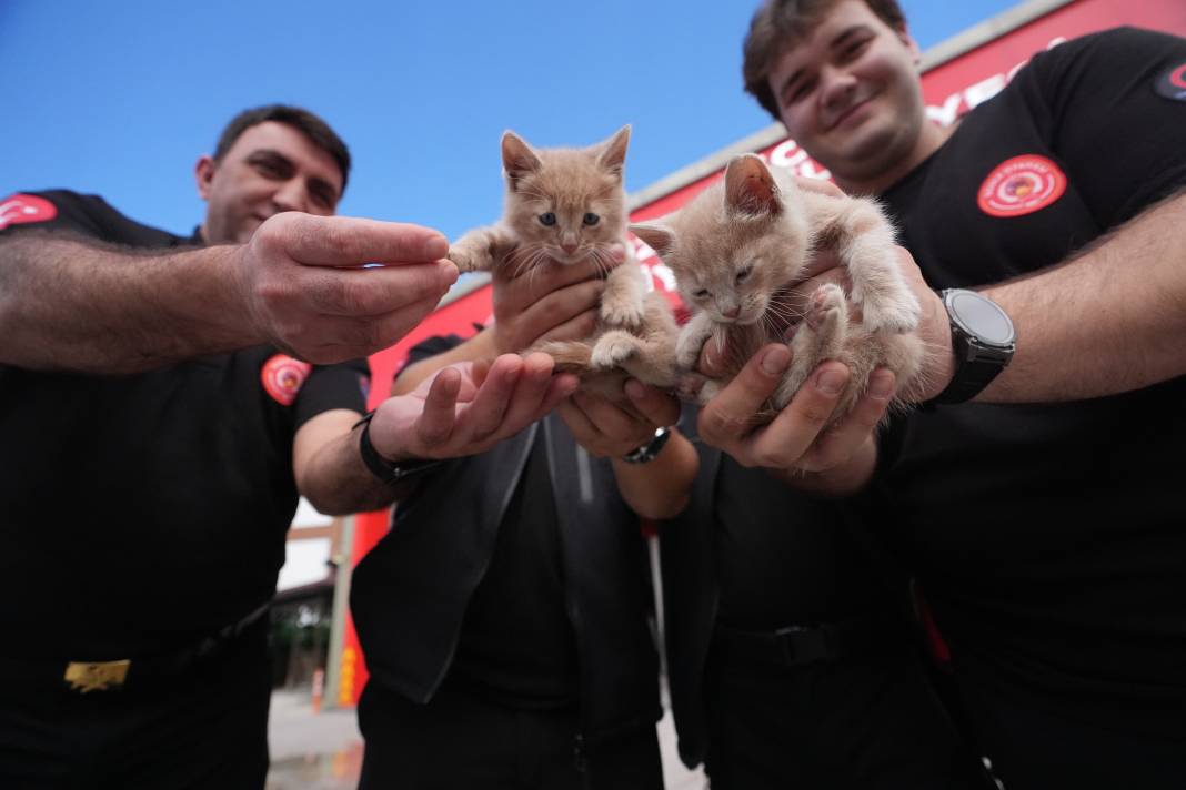 Kurtarılan kedileri itfaiye sahiplendi! Duman ve Alev artık teşkilatın maskotu 5