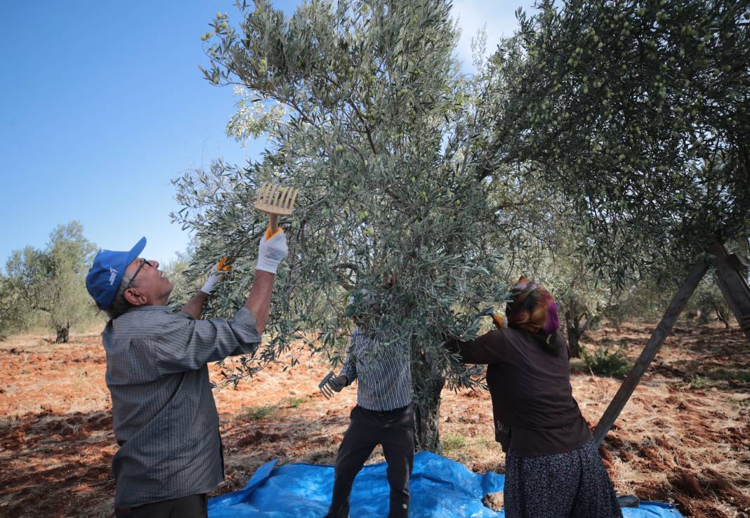 Zeytin üretimi yüzde 45 arttı 4