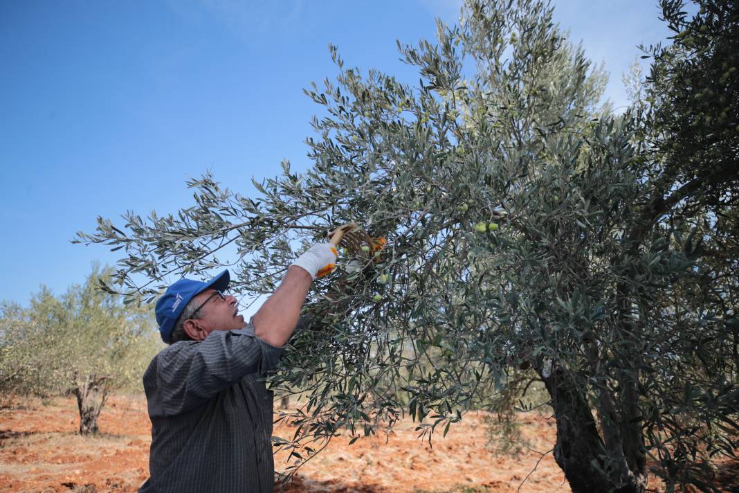 Zeytin üretimi yüzde 45 arttı 8