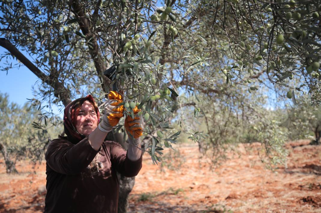 Zeytin üretimi yüzde 45 arttı 9