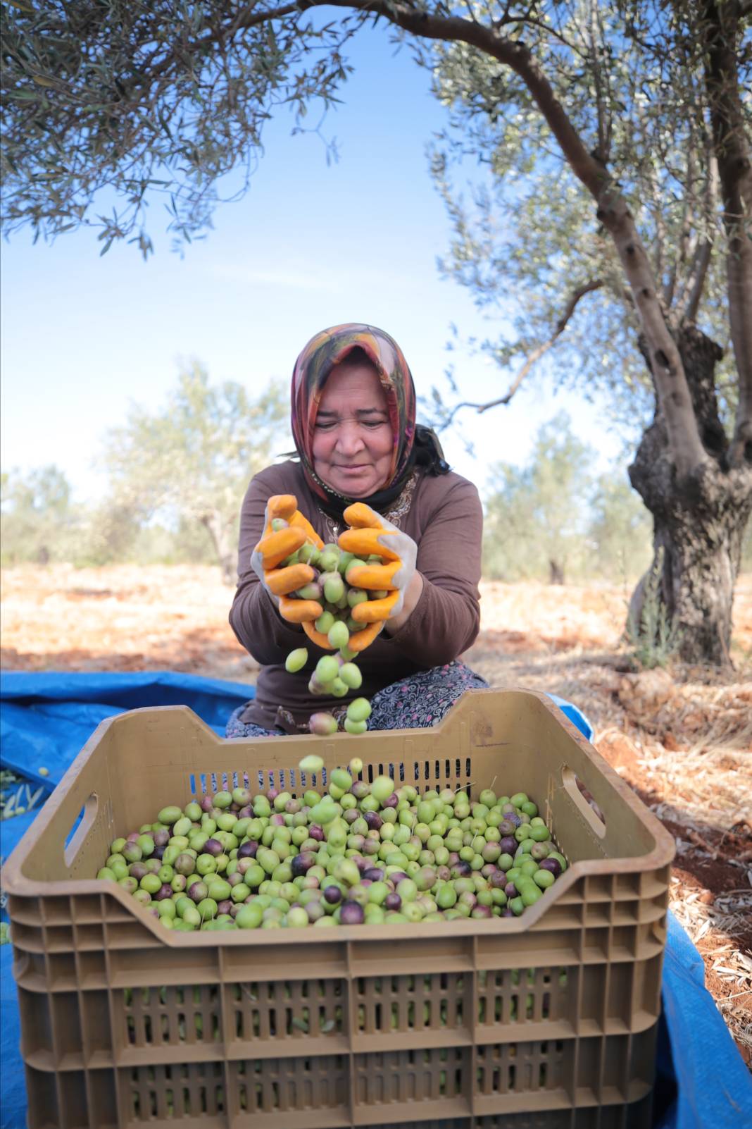 Zeytin üretimi yüzde 45 arttı 6