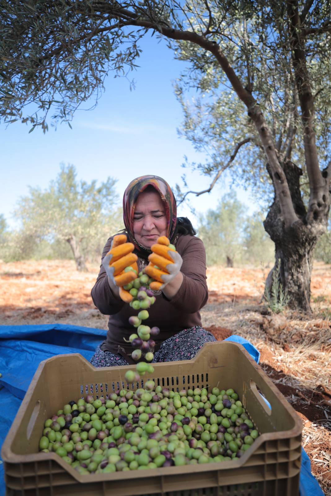 Zeytin üretimi yüzde 45 arttı 5