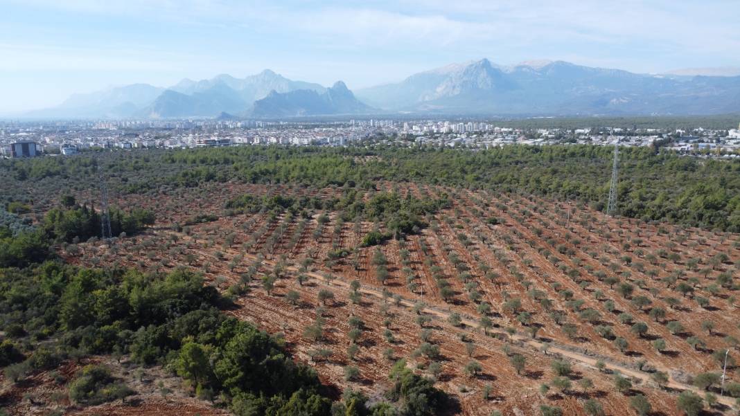 Zeytin üretimi yüzde 45 arttı 1