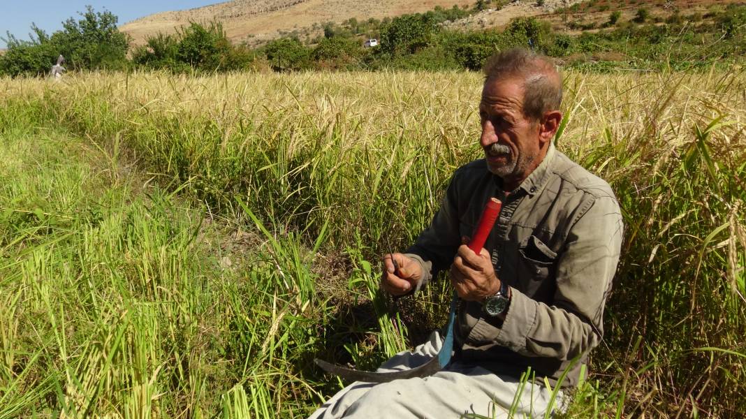 Makinelerin giremediği arazilerde orakla pirinç hasadına başlandı 2