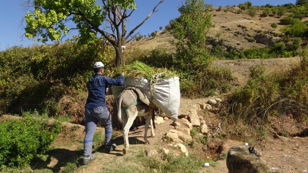 Makinelerin giremediği arazilerde orakla pirinç hasadına başlandı 4