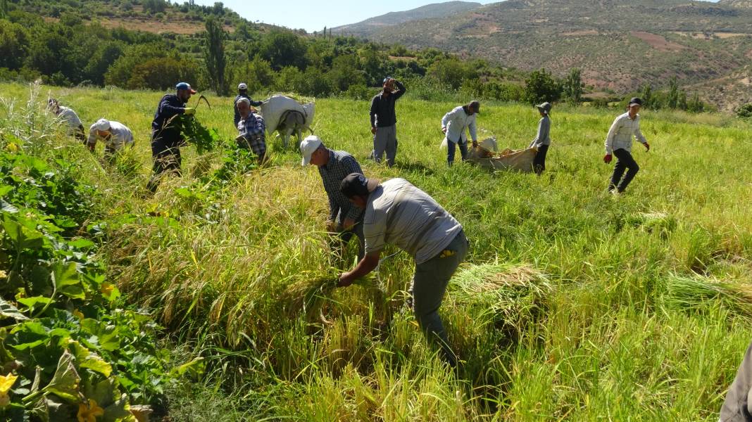 Makinelerin giremediği arazilerde orakla pirinç hasadına başlandı 5