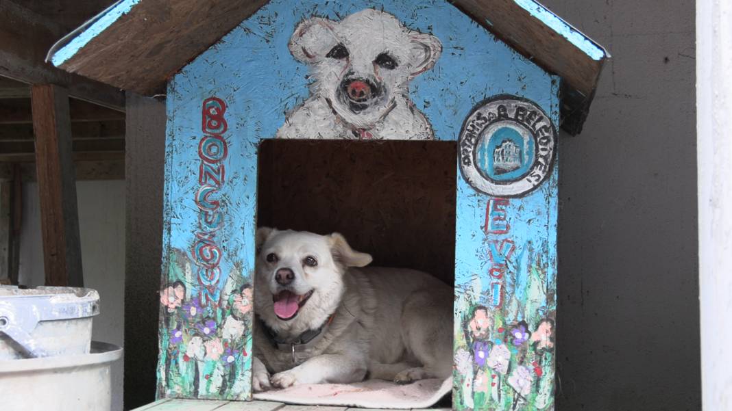 Japonya köpek Boncuk’u konuşuyor! Sürekli arayıp soruyorlar 8