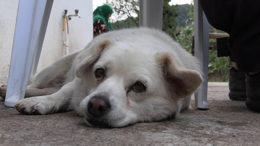 Japonya köpek Boncuk’u konuşuyor! Sürekli arayıp soruyorlar 1