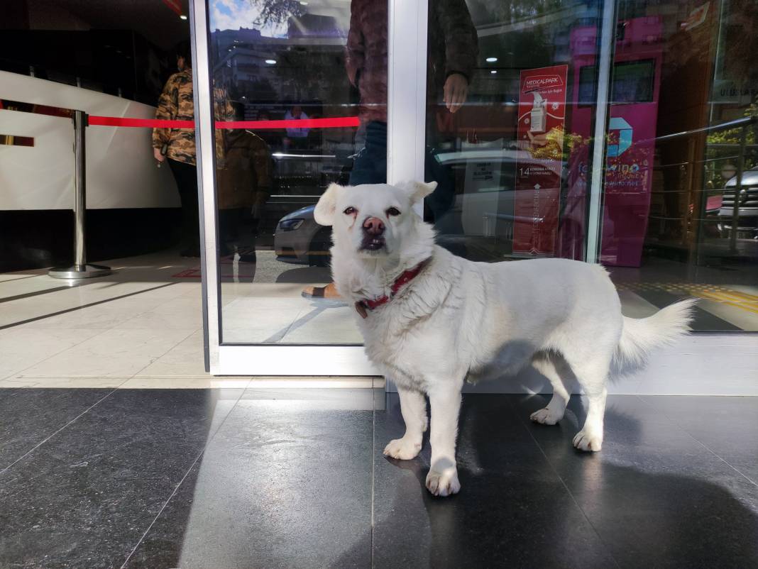 Japonya köpek Boncuk’u konuşuyor! Sürekli arayıp soruyorlar 3