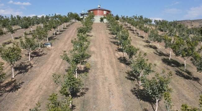 Hobi olarak başladı! 35 ton mahsul bekliyor 1