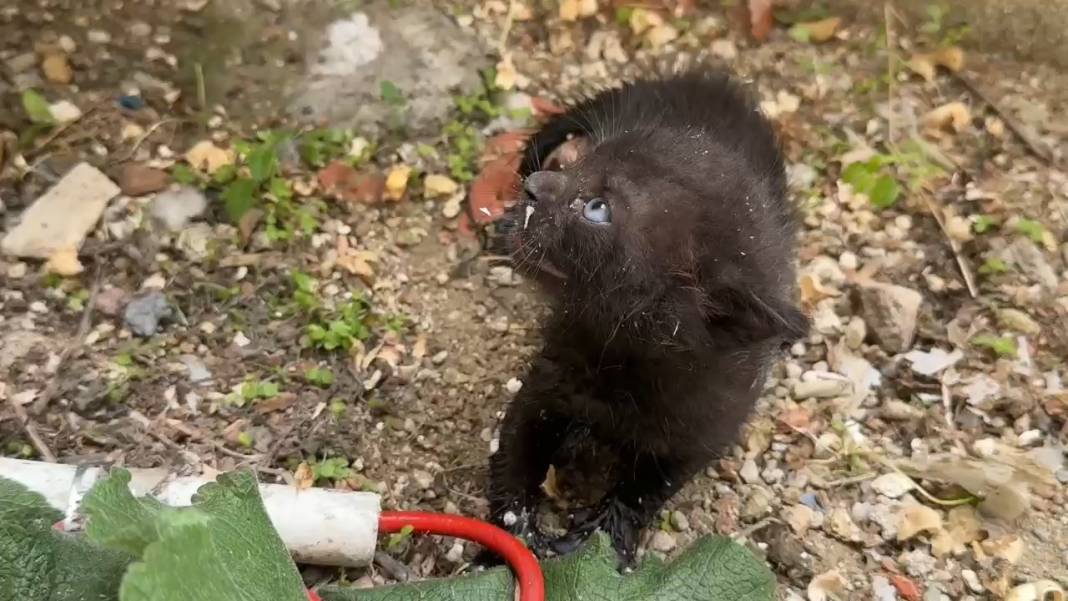 Acı miyavlamaları duyan kurye itfaiyeyi aradı! Minik kara kedicik kurtuldu 1