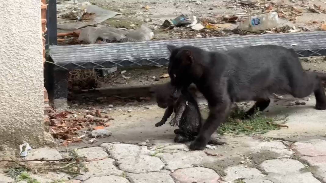 Acı miyavlamaları duyan kurye itfaiyeyi aradı! Minik kara kedicik kurtuldu 6