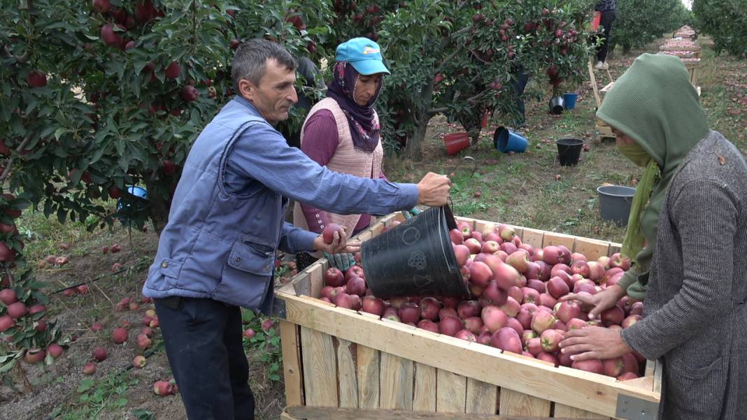 Yeşilhisar'ın kırmızı elması kalitesiyle ihraç rekoru kırıyor 9