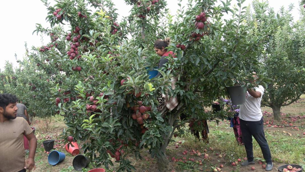 Yeşilhisar'ın kırmızı elması kalitesiyle ihraç rekoru kırıyor 6