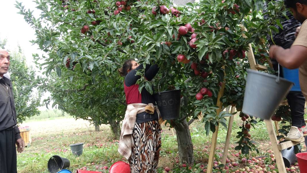 Yeşilhisar'ın kırmızı elması kalitesiyle ihraç rekoru kırıyor 4