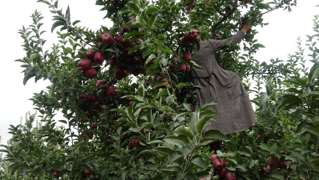 Yeşilhisar'ın kırmızı elması kalitesiyle ihraç rekoru kırıyor 3