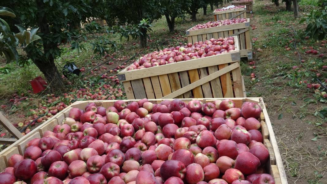 Yeşilhisar'ın kırmızı elması kalitesiyle ihraç rekoru kırıyor 2