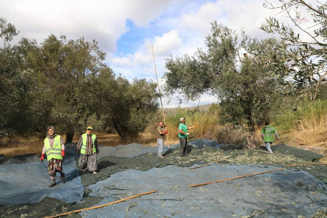 Zeytinliklerde hasat başladı 3