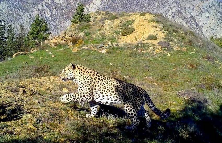 Ormanın hayaletleri yeniden ortaya çıktı 2