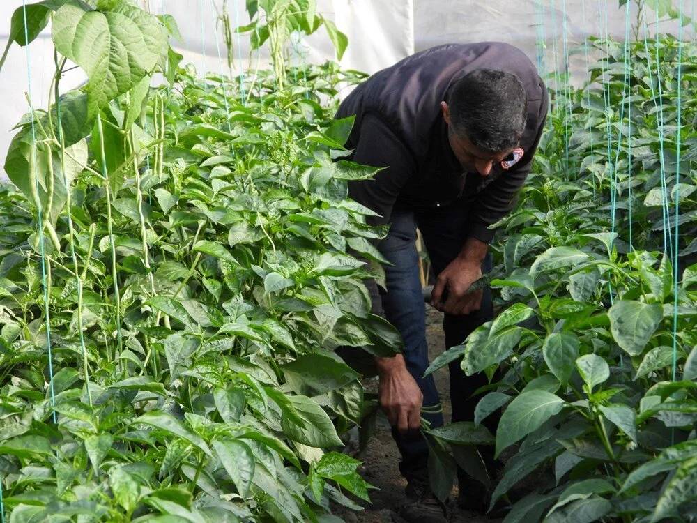 Türkiye'de hasat edilen en acı biberi diyetisyen önerdi: Zayıflatıyor 3