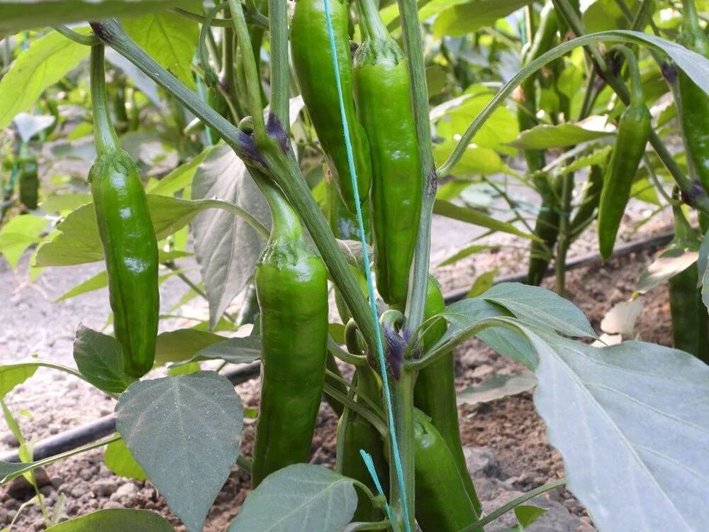 Türkiye'de hasat edilen en acı biberi diyetisyen önerdi: Zayıflatıyor 1