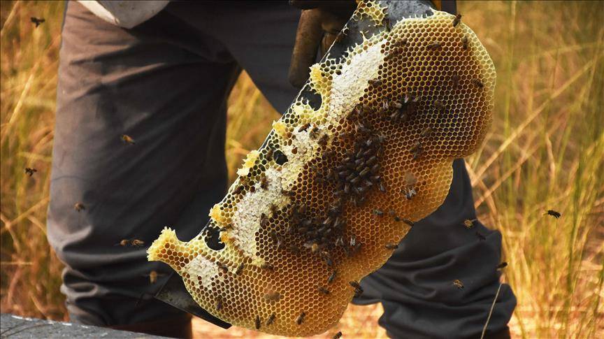 Bölgeye milyonlarca böcek nakledildi. Hasat eski parlak günlerine geri döndü 3