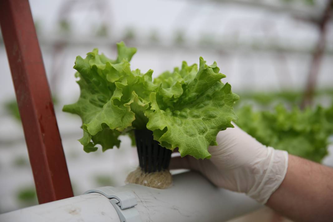 Yılın 8 ayı 40 günde bir hasat yapıyor. Bunun için işini bıraktı 7