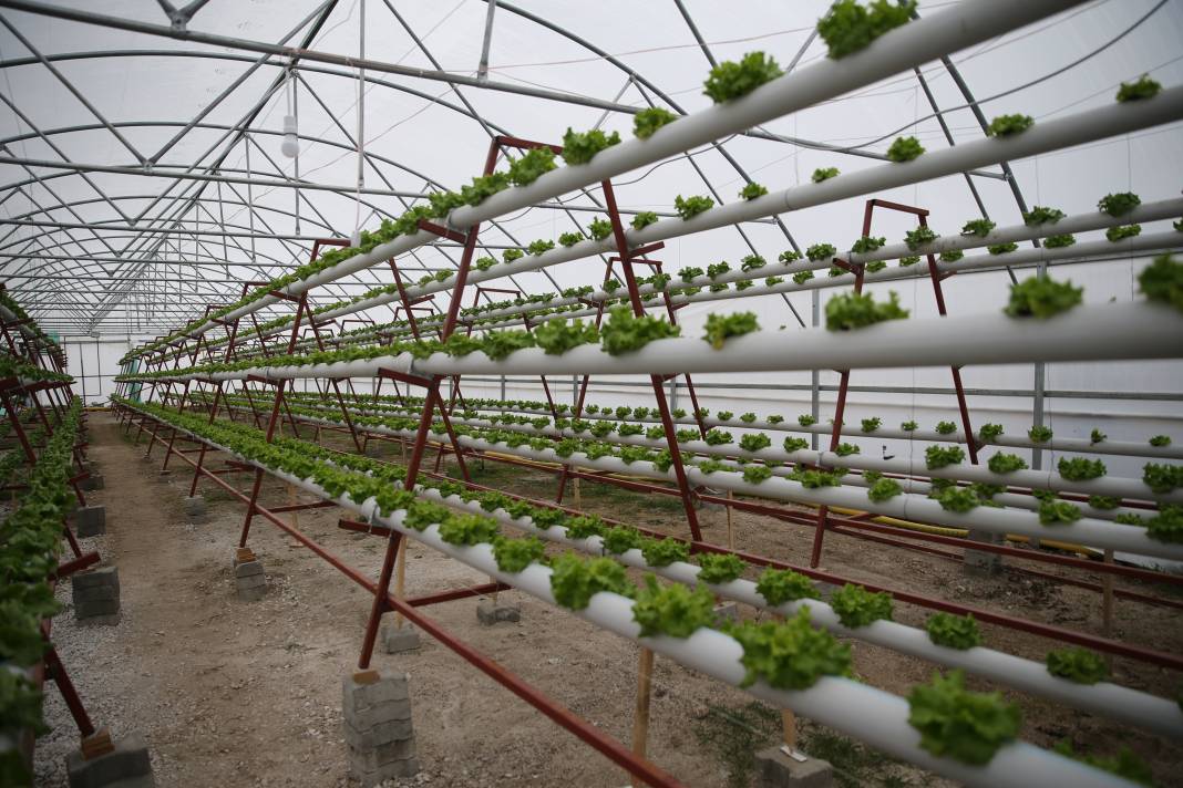 Yılın 8 ayı 40 günde bir hasat yapıyor. Bunun için işini bıraktı 4