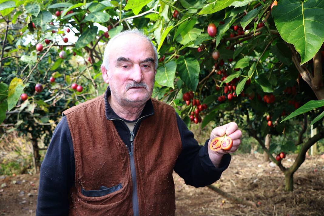 Gören ağaçta yetiştiğine inanamıyor. Rize'de çayların arasına dikti 1