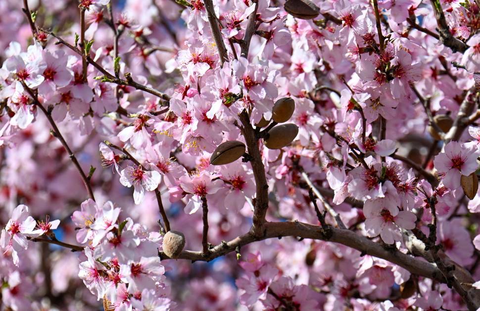 Çarpanak Adası doğaseverleri cezbediyor 2