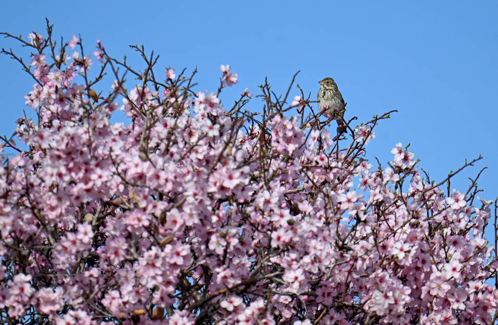 Çarpanak Adası doğaseverleri cezbediyor 4