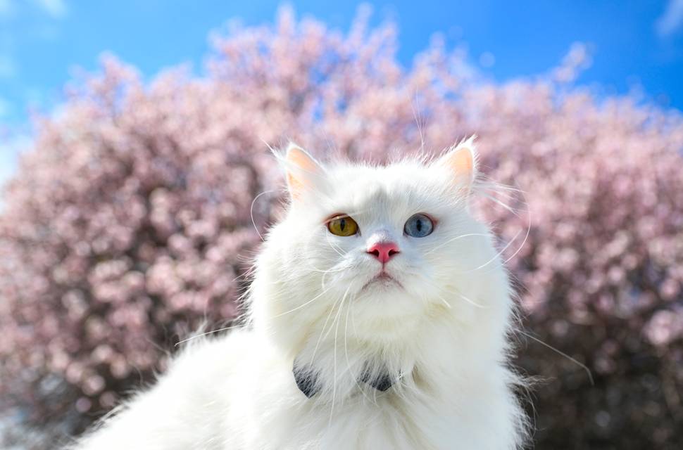 Çarpanak Adası doğaseverleri cezbediyor 1