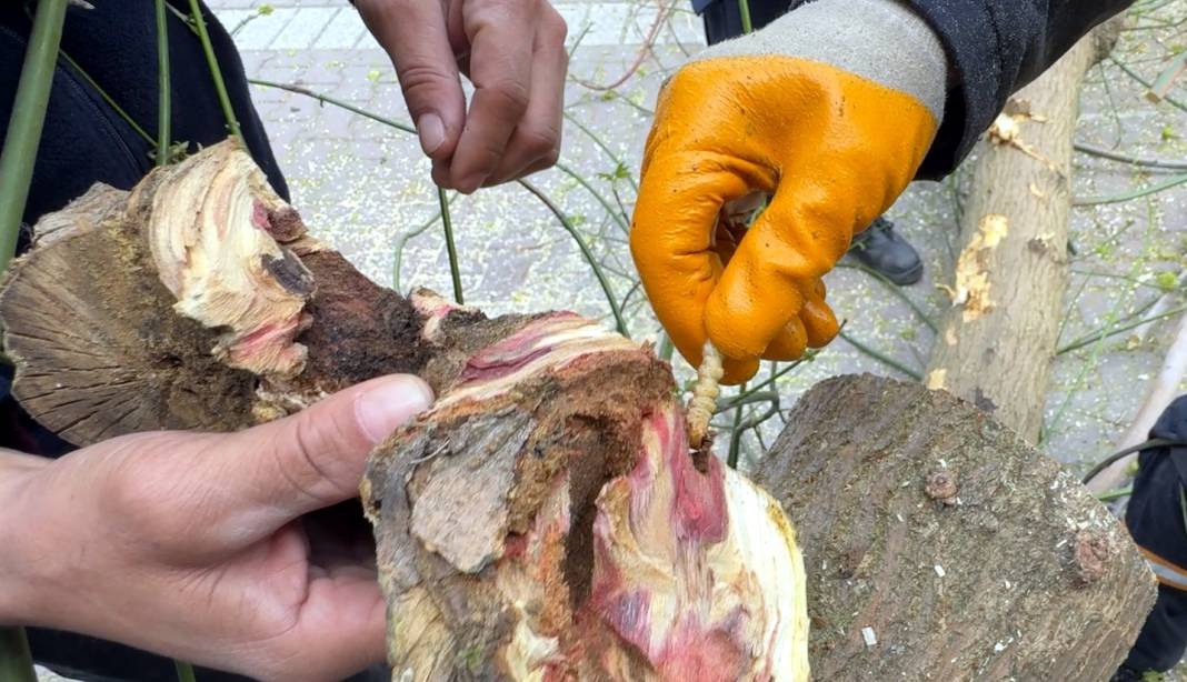 Bakanlığın 'Kırmızı bülten' ile uyardığı böceklerin çürüttüğü çok sayıda ağaç imha edildi 8