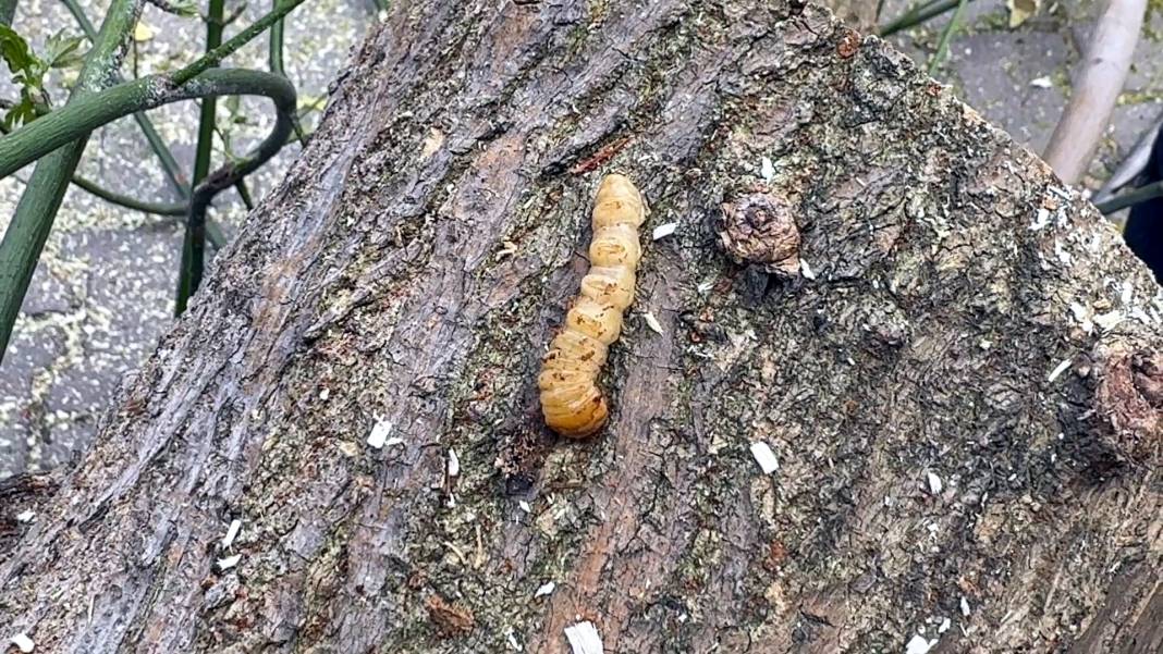 Bakanlığın 'Kırmızı bülten' ile uyardığı böceklerin çürüttüğü çok sayıda ağaç imha edildi 2