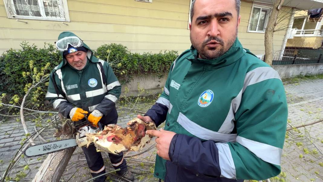 Bakanlığın 'Kırmızı bülten' ile uyardığı böceklerin çürüttüğü çok sayıda ağaç imha edildi 9