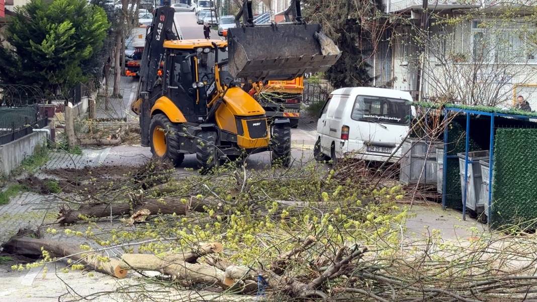 Bakanlığın 'Kırmızı bülten' ile uyardığı böceklerin çürüttüğü çok sayıda ağaç imha edildi 5