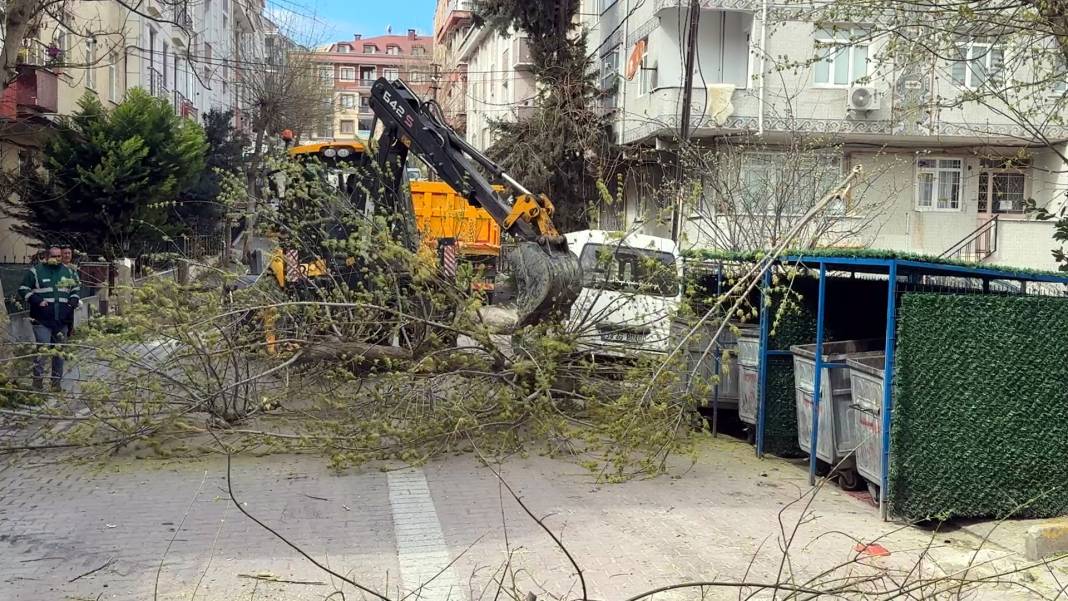 Bakanlığın 'Kırmızı bülten' ile uyardığı böceklerin çürüttüğü çok sayıda ağaç imha edildi 4