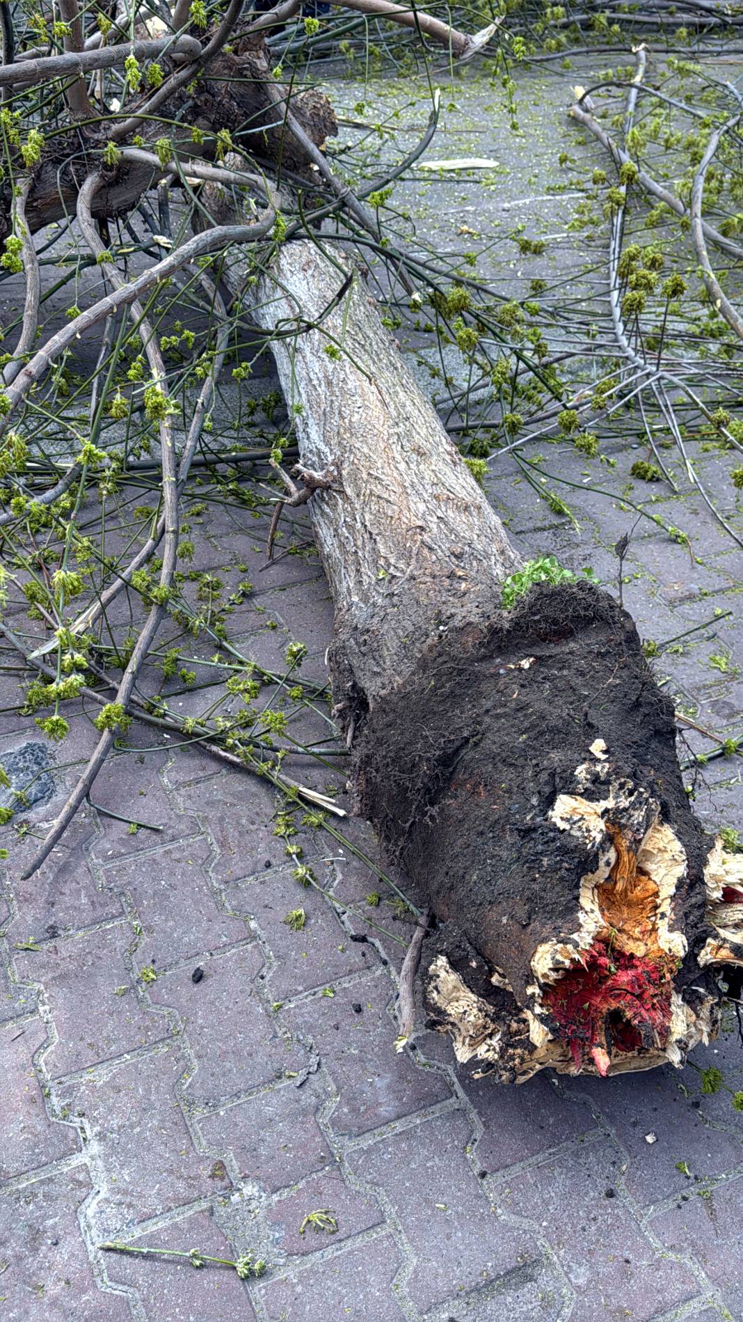 Bakanlığın 'Kırmızı bülten' ile uyardığı böceklerin çürüttüğü çok sayıda ağaç imha edildi 7