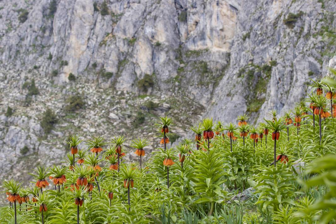 Duyan 'ağlayan gelin'i görmek için Tunceli'ye koştu: Bakmaya doyamadılar 4