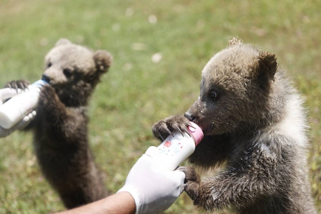 Taş Devri’nden ilham: ‘Fred’ ve ‘Barney’ doğaya hazırlanıyor 1