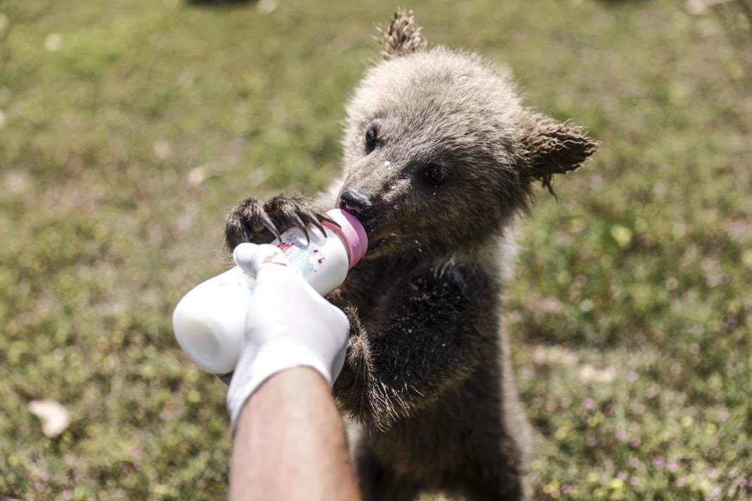 Taş Devri’nden ilham: ‘Fred’ ve ‘Barney’ doğaya hazırlanıyor 2