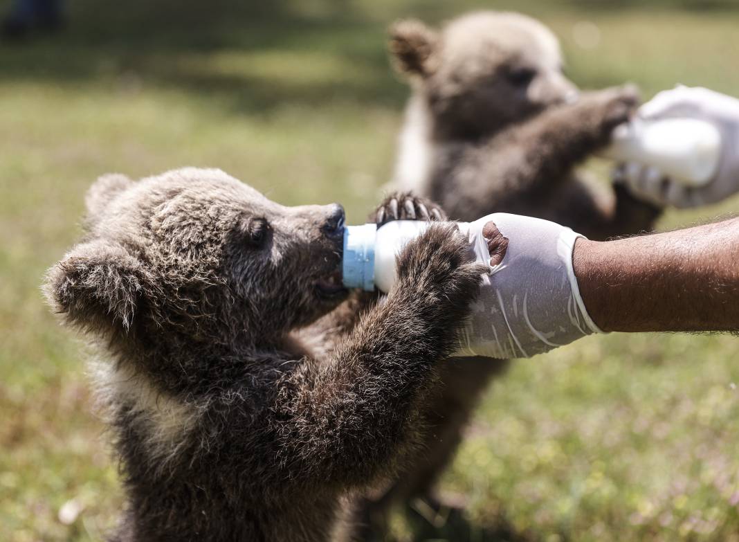 Taş Devri’nden ilham: ‘Fred’ ve ‘Barney’ doğaya hazırlanıyor 4