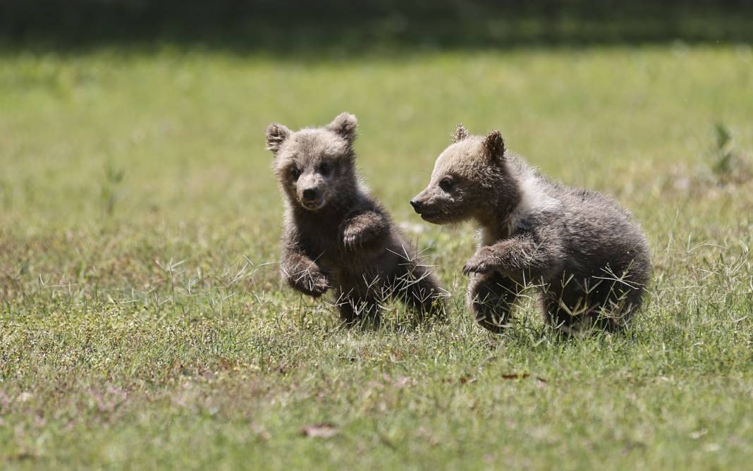 Taş Devri’nden ilham: ‘Fred’ ve ‘Barney’ doğaya hazırlanıyor 8