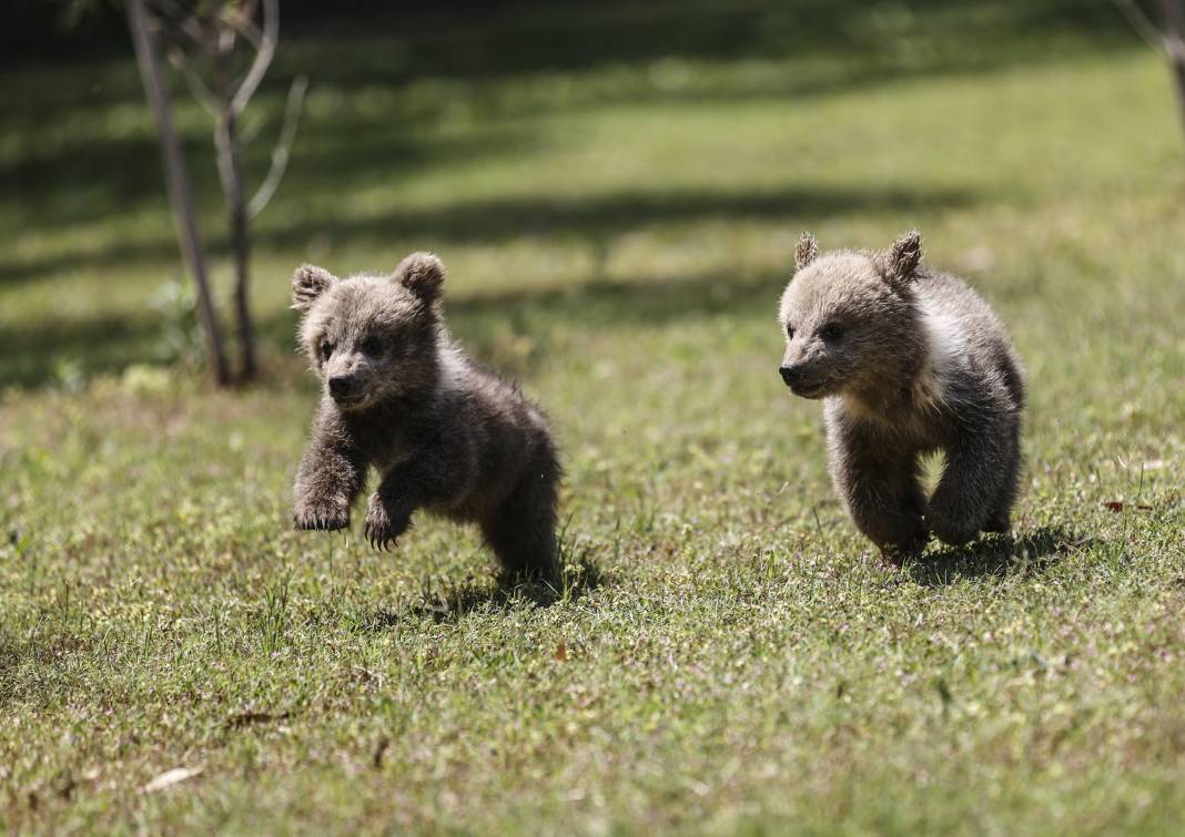 Taş Devri’nden ilham: ‘Fred’ ve ‘Barney’ doğaya hazırlanıyor 6