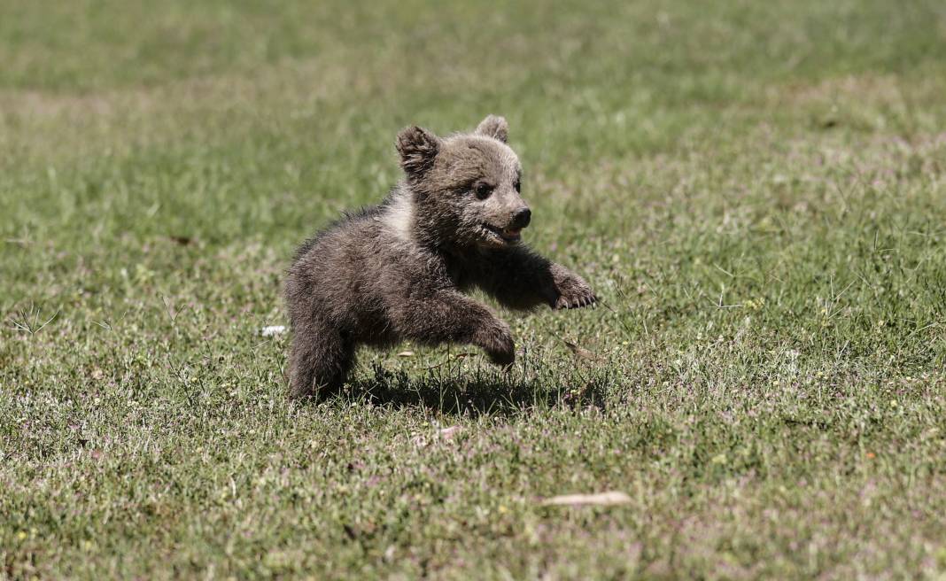 Taş Devri’nden ilham: ‘Fred’ ve ‘Barney’ doğaya hazırlanıyor 7