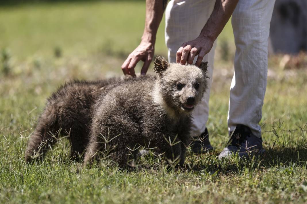 Taş Devri’nden ilham: ‘Fred’ ve ‘Barney’ doğaya hazırlanıyor 10
