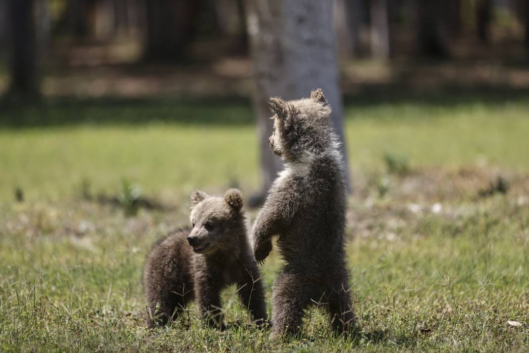 Taş Devri’nden ilham: ‘Fred’ ve ‘Barney’ doğaya hazırlanıyor 9