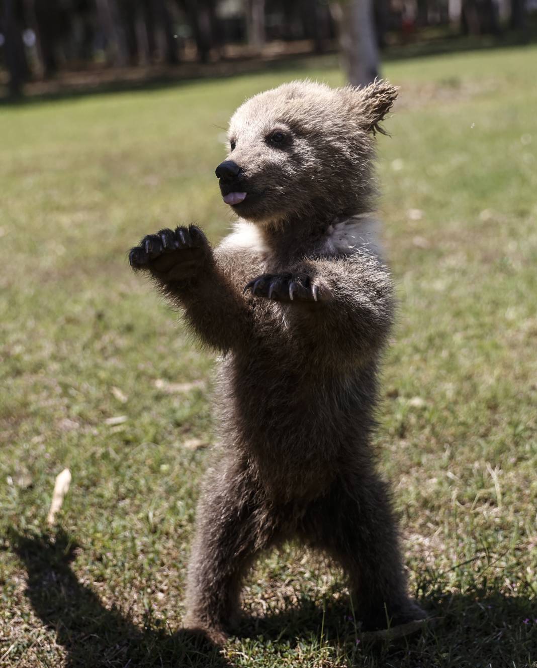 Taş Devri’nden ilham: ‘Fred’ ve ‘Barney’ doğaya hazırlanıyor 15
