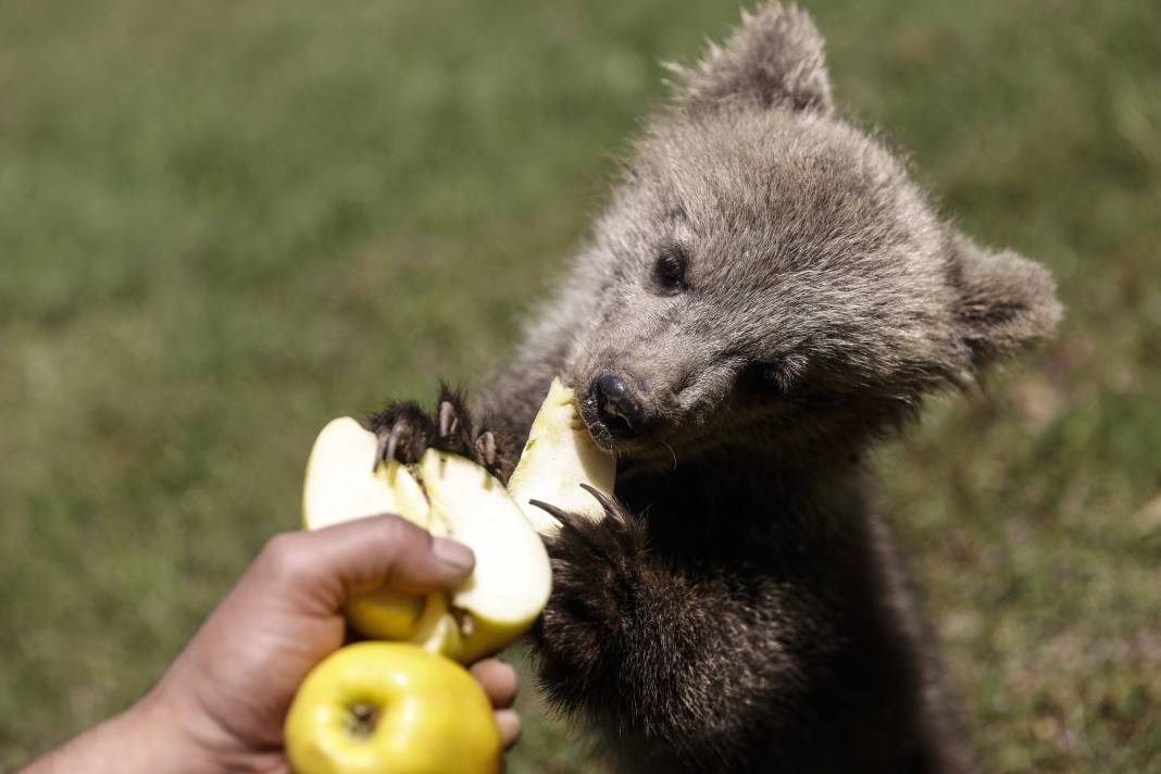 Taş Devri’nden ilham: ‘Fred’ ve ‘Barney’ doğaya hazırlanıyor 12